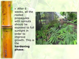 Bamboo Propagation.ppt