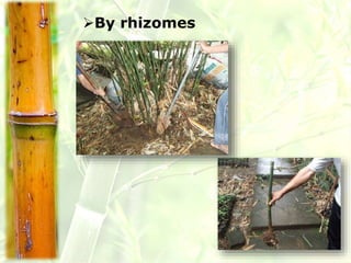 Bamboo Propagation.ppt