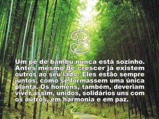 Bamboo%s lessons [p am]