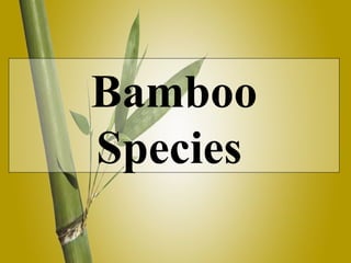 Bamboo Species   