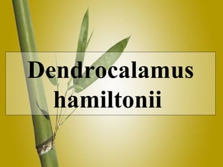 Dendrocalamus hamiltonii  