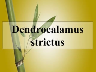 Dendrocalamus strictus 