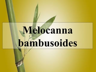 Melocanna bambusoides 