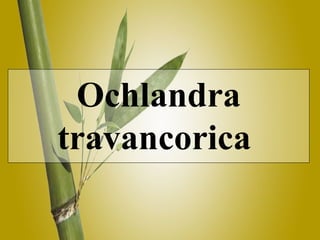 Ochlandra travancorica  