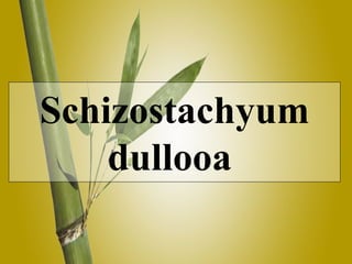 Schizostachyum dullooa  