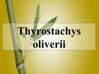 Thyrostachys oliverii 