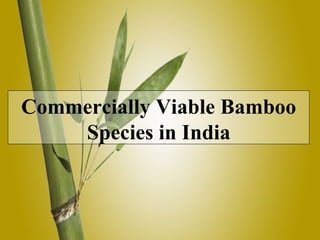 Commercially Viable Bamboo Species in India 