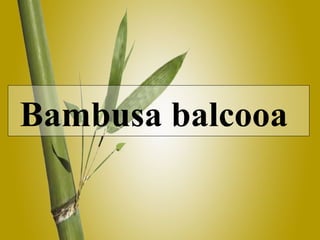 Bambusa balcooa   