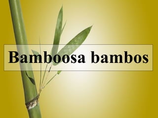 Bamboosa bambos 