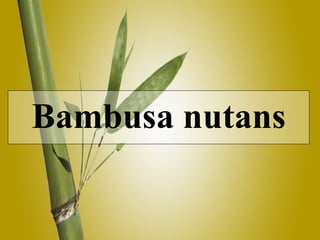 Bambusa nutans 