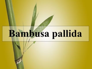 Bambusa pallida   