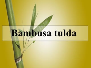 Bambusa tulda  