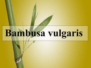 Bambusa vulgaris  