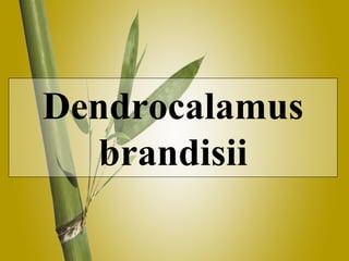 Dendrocalamus brandisii 