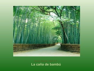 Jaume Boada i Rafí O.P.
La caña de bambú
 