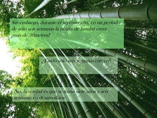 Sin embargo, durante el séptimo año, en un período de sólo seis semanas la planta de bambú crece¡más de 30metros! ¿Tardó sólo seis semanas crecer? No, la verdad es que se tomó siete años y seis semanas en desarrollarse