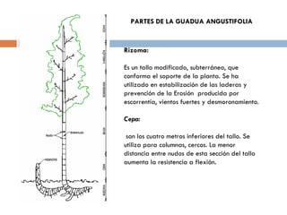 PARTES DE LA GUADUA ANGUSTIFOLIA  Rizoma: Es un tallo modificado, subterráneo, que conforma el soporte de la planta. Se ha utilizado en estabilización de las laderas y prevención de la Erosión  producida por escorrentía, vientos fuertes y desmoronamiento. Cepa: son los cuatro metros inferiores del tallo. Se utiliza para columnas, cercos. La menor distancia entre nudos de esta sección del tallo aumenta la resistencia a flexión. 