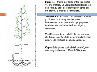 Basa : Es el tramo del tallo entre los cuatro y ocho metros. Se usa para fabricación de esterilla, su usos en construcción como en casetones, paredes y formaleta.  Sobrebasa : Es el tramo del tallo entre los 8 y 12 metros. Es muy utilizado en formaletas como puntal de apoyo para tablones en vaciados de losa, vigas y columnas. Varillón:  es el tramo del tallo por encima de 16 metros. Se deja en el guadual como aporte de materia orgánica al suelo. Copa:  Es la parte apical del bambú, con una longitud entre 1.20 a 2.00 metros. 