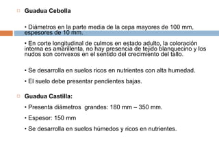 Guadua Cebolla • Diámetros en la parte media de la cepa mayores de 100 mm, espesores de 10 mm. • En corte longitudinal de culmos en estado adulto, la coloración interna es amarillenta, no hay presencia de tejido blanquecino y los nudos son convexos en el sentido del crecimiento del tallo. • Se desarrolla en suelos ricos en nutrientes con alta humedad. • El suelo debe presentar pendientes bajas. Guadua Castilla: • Presenta diámetros  grandes: 180 mm – 350 mm. • Espesor: 150 mm • Se desarrolla en suelos húmedos y ricos en nutrientes. 