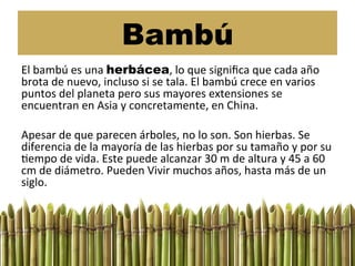 Bambú
El	
  bambú	
  es	
  una	
  herbácea,	
  lo	
  que	
  signiﬁca	
  que	
  cada	
  año	
  
brota	
  de	
  nuevo,	
  incluso	
  si	
  se	
  tala.	
  El	
  bambú	
  crece	
  en	
  varios	
  
puntos	
  del	
  planeta	
  pero	
  sus	
  mayores	
  extensiones	
  se	
  
encuentran	
  en	
  Asia	
  y	
  concretamente,	
  en	
  China.	
  
	
  
Apesar	
  de	
  que	
  parecen	
  árboles,	
  no	
  lo	
  son.	
  Son	
  hierbas.	
  Se	
  
diferencia	
  de	
  la	
  mayoría	
  de	
  las	
  hierbas	
  por	
  su	
  tamaño	
  y	
  por	
  su	
  
Cempo	
  de	
  vida.	
  Este	
  puede	
  alcanzar	
  30	
  m	
  de	
  altura	
  y	
  45	
  a	
  60	
  
cm	
  de	
  diámetro.	
  Pueden	
  Vivir	
  muchos	
  años,	
  hasta	
  más	
  de	
  un	
  
siglo.	
  
 