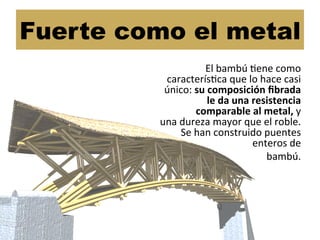 Fuerte como el metal
El	
  bambú	
  Cene	
  como	
  
caracterísCca	
  que	
  lo	
  hace	
  casi	
  
único:	
  su	
  composición	
  ﬁbrada	
  
le	
  da	
  una	
  resistencia	
  
comparable	
  al	
  metal,	
  y	
  	
  	
  	
  	
  	
  	
  	
  
una	
  dureza	
  mayor	
  que	
  el	
  roble.	
  
Se	
  han	
  construido	
  puentes	
  
enteros	
  de	
  	
  
bambú.	
  
 