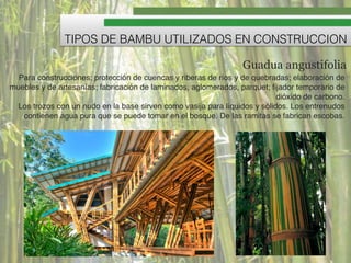 TIPOS DE BAMBU UTILIZADOS EN CONSTRUCCION
Para construcciones; protección de cuencas y riberas de ríos y de quebradas; elaboración de
muebles y de artesanías; fabricación de laminados, aglomerados, parquet; ﬁjador temporario de
dióxido de carbono.!
Los trozos con un nudo en la base sirven como vasija para líquidos y sólidos. Los entrenudos
contienen agua pura que se puede tomar en el bosque. De las ramitas se fabrican escobas.
Guadua angustifolia
 