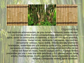 Son bambúes arborescentes, de gran tamaño; formando matas densas.
Los rizomas cortos. Culmos unicaespitosos, erectos, péndulos en el
ápice, verde los entrenudos inicialmente, a menudo con rayas amarillas,
cilíndricos. Varias ramas, dominante. Las vainas, muy anchas,
densamente vellosas; lígula visible. Inﬂorescencias, totalmente
bracteadas, sostenidas por una estrecha quilla proﬁla, pseudospikelets
agrupados en masa globosa suave o puntiagudo en los nudos de las
ramas con ﬂores sin hojas. Pseudo espigas sésiles. Glumas fértiles
precedidas por una o más brácteas gemíferas y 0-2 glumas vacías, lema
amplio, muchas venas. Ovario peciolado, ápice engrosado y peludo,
estigma. Cariópsides teretes, ápice cabelludo.
Gigantochloa
 