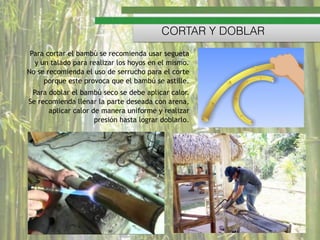 Para cortar el bambú se recomienda usar segueta
y un talado para realizar los hoyos en el mismo.
No se recomienda el uso de serrucho para el corte
porque este provoca que el bambú se astille.
Para doblar el bambú seco se debe aplicar calor.
Se recomienda llenar la parte deseada con arena,
aplicar calor de manera uniforme y realizar
presión hasta lograr doblarlo.
CORTAR Y DOBLAR
 
