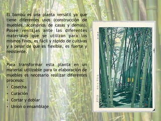 El bambú es una planta versátil ya que
tiene diferentes usos (construcción de
muebles, accesorios de casas y demás).
Posee ventajas ante las diferentes
materiales que se utilizan para los
mismos fines, es fácil y rápido de cultivas
y a pesar de que es flexible, es fuerte y
resistente.
!
Para transformar esta planta en un
material utilizable para la elaboración de
muebles es necesario realizar diferentes
procesos:
• Cosecha
• Curación
• Cortar y doblar
• Union o ensamblaje
 