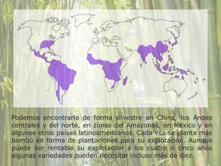 Podemos encontrarlo de forma silvestre en China, los Andes
centrales y del norte, en zonas del Amazonas, en México y en
algunos otros países latinoamericanos. Cada vez se planta más
bambú en forma de plantaciones para su explotación. Aunque
puede ser rentable su explotación a los cuatro o cinco años
algunas variedades pueden necesitar incluso más de diez.
 