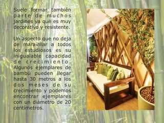 Suele formar también
p a r t e d e m u c h o s
jardines ya que es muy
decorativo y resistente.
!
Un aspecto que no deja
de maravillar a todos
los estudiosos es su
inigualable capacidad
d e c r e c i m i e n t o .
Algunos ejemplares de
bambú pueden llegar
hasta 30 metros a los
d o s m e s e s d e s u
crecimiento y podemos
encontrar ejemplares
con un diámetro de 20
centímetros.
 