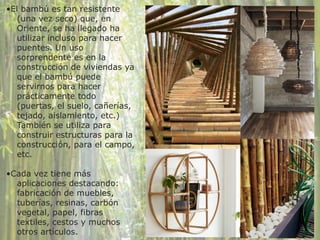 •El bambú es tan resistente
(una vez seco) que, en
Oriente, se ha llegado ha
utilizar incluso para hacer
puentes. Un uso
sorprendente es en la
construcción de viviendas ya
que el bambú puede
servirnos para hacer
prácticamente todo
(puertas, el suelo, cañerías,
tejado, aislamiento, etc.)
También se utiliza para
construir estructuras para la
construcción, para el campo,
etc.
!
•Cada vez tiene más
aplicaciones destacando:
fabricación de muebles,
tuberías, resinas, carbón
vegetal, papel, fibras
textiles, cestos y muchos
otros artículos.
 
