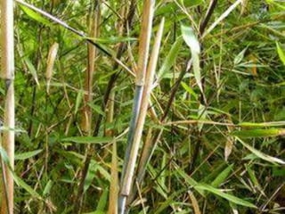 Bambu1 (1)