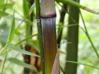 Bambu1 (1)