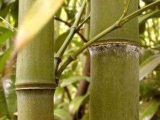 Bambu1 (1)
