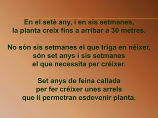 En el setè any, i en sis setmanes,
la planta creix fins a arribar a 30 metres.
No són sis setmanes el que triga en néixer,
són set anys i sis setmanes
el que necessita per créixer.
Set anys de feina callada
per fer créixer unes arrels
que li permetran esdevenir planta.
 