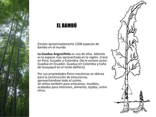 EL BAMBÚ
Existen aproximadamente 1200 especies de
bambú en el mundo
La Guadua Angustifolia es una de ellas. Además
es la especie mas aprovechada en la región. Crece
en Perú, Ecuador y Colombia. (Se le conoce como
Guadúa en Ecuador, Guadua en Colombia y Caña
de Guayaquil en el norte delPerú)
Por sus propiedades físico-mecánicas es idónea
para la construcción de estructuras,
aprovechándose todo el culmo.
Se utiliza también para artesanías, muebles,
acabados para interiores, alimento, tejidos, entre
otros.
 