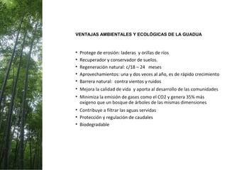 • Protege de erosión: laderas y orillas de ríos
• Recuperador y conservador de suelos.
• Regeneración natural: c/18 – 24 meses
• Aprovechamientos: una y dos veces al año, es de rápido crecimiento
• Barrera natural: contra vientos y ruidos
• Mejora la calidad de vida y aporta al desarrollo de las comunidades
• Minimiza la emisión de gases como el CO2 y genera 35% más
oxígeno que un bosque de árboles de las mismas dimensiones
• Contribuye a filtrar las aguas servidas
• Protección y regulación de caudales
• Biodegradable
VENTAJAS AMBIENTALES Y ECOLÓGICAS DE LA GUADUA
 