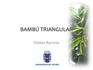 BAMBÚ TRIANGULAR
Walter Barreto

 