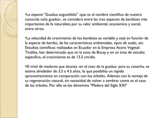 La especie "Guadua angustifolia" -que es el nombre científico de nuestra conocida caña guadúa-, se considera entre las tres especies de bambúes más importantes de la naturaleza por su valor ambiental, económico y social, entre otros. La velocidad de crecimiento de los bambúes es variable y está en función de la especie de bambú, de las características ambientales, tipos de suelo, etc. Estudios científicos realizados en Ecuador en la Empresa Acero Vegetal-Tindilsa, han determinado que en la zona de Bucay y en un área de estudio específico, el crecimiento es de 13.5 cm/día. El nivel de madurez que alcanza -en el caso de la guadua- para su cosecha, se estima alrededor de 3.5 a 4.5 años, lo que posibilita un rápido aprovechamiento en comparación con los árboles. Además con la ventaja de su regeneración natural, sin necesidad de volver a sembrar como es el caso de los árboles, Por ello se los denomina "Madera del Siglo XXI" 