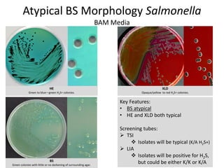 Metodología bam para salomonella en alimento | PDF