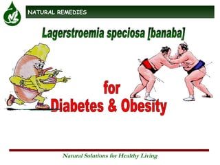 Lagerstroemia speciosa [banaba] for Diabetes & Obesity 