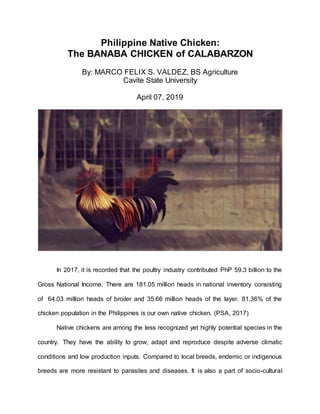 Philippine Native Chicken:
The BANABA CHICKEN of CALABARZON
By: MARCO FELIX S. VALDEZ, BS Agriculture
Cavite State University
April 07, 2019
In 2017, it is recorded that the poultry industry contributed PhP 59.3 billion to the
Gross National Income. There are 181.05 million heads in national inventory consisting
of 64.03 million heads of broiler and 35.66 million heads of the layer. 81.36% of the
chicken population in the Philippines is our own native chicken. (PSA, 2017)
Native chickens are among the less recognized yet highly potential species in the
country. They have the ability to grow, adapt and reproduce despite adverse climatic
conditions and low production inputs. Compared to local breeds, endemic or indigenous
breeds are more resistant to parasites and diseases. It is also a part of socio-cultural
 