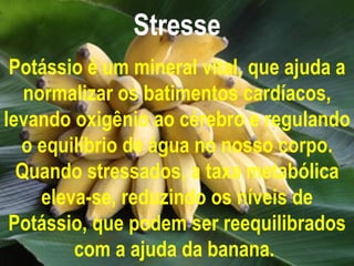 Stresse Potássio é um mineral vital, que ajuda a normalizar os batimentos cardíacos, levando oxigênio ao cérebro e regulando o equilíbrio de água no nosso corpo. Quando stressados, a taxa metabólica eleva-se, reduzindo os níveis de Potássio, que podem ser reequilibrados com a ajuda da banana.   