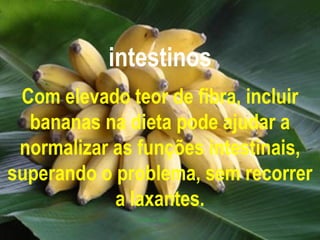 intestinos Com elevado teor de fibra, incluir bananas na dieta pode ajudar a normalizar as funções intestinais, superando o problema, sem recorrer a laxantes. 
