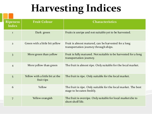 Green Bananas: Maturity Index, Quality And Harvesting – 1st Wave