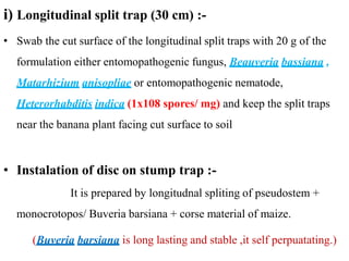 Mango Insect Trap insect pest of mango and banan | PPTX