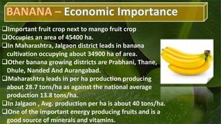 Banana cultivation practices
