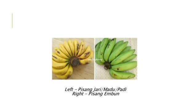 Banana Varieties in Malaysia