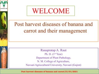 Post harvest diseases of banana and carrot/21/01/2021
Post harvest diseases of banana and
carrot and their management
WELCOME
Ranapratap A. Raut
Ph. D. (1st Year)
Department of Plant Pathology,
N. M. College of Agriculture,
Navsari Agriccultural University, Navsari (Gujrat)
 